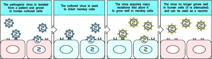 Élő, de betegséget nem okozó, attenuált (legyengített) kórokozó (vírus, baktérium) vakcinák Embert fertőző vírus legyengítése állati sejtekben való tenyésztéssel A patogén vírust emberi sejtben