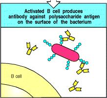 toxoid-specifikus segítő T sejtek (melyek korábban keletkeztek) felismerik az MHC II peptid (toxoid) komplexet, -