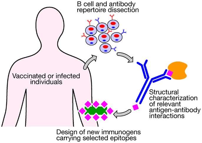 Broadly neutralizing antibodies A B-sejt repertoár vizsgálata fertőzést vagy vakcinációt követően A megfelelő epitopokat tartalmazó immungén kiválasztása az antigén és a