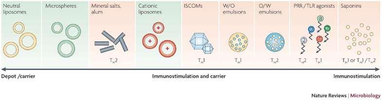 Adjuvánsok - antigén-depó kialakítása, - immunstimuláció - immunmoduláció Rövidítések: ISCOMs, immunostimulating