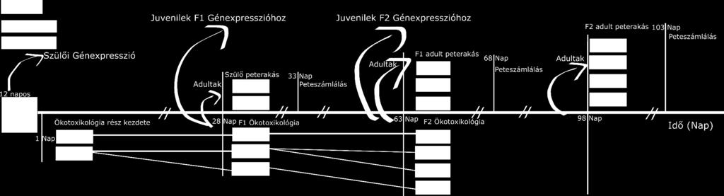 A vízszintes vonal az eltelt időt jelzi kísérleti napok számában, az ábra nem időarányos (megszakítások páros, az idővonalat keresztező haránt vonalakkal jelezve).