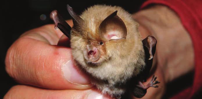 Kis patkósdenevér (Rhinolophus hipposideros) Védett NATURA 2000 jelölőfaj Európa legkisebb patkósdenevér faja, főként középhegységeinkben és környékén fordul elő.