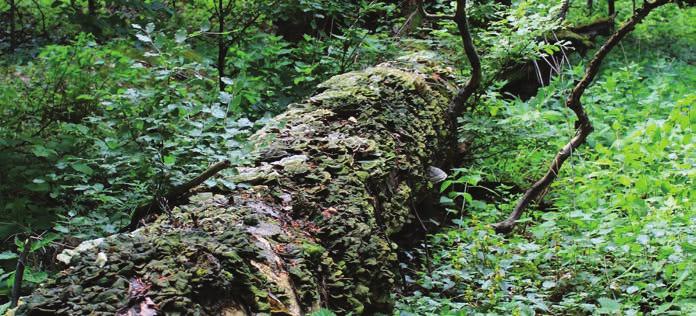 Fekvő holtfa A Visegrádi-hegységben és a Pilisben alkalmazott örökerdő-gazdálkodás (ezáltal az idős fák állandó jelenléte), valamint a holtfa országos átlaghoz képest nagyobb mennyisége (ezáltal a