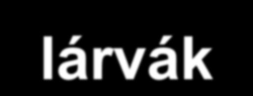 Diversity Diversity Diversity Diverzitási profilok - lárvák Sekélytavak Kistavak Fertők Mocsarak Tömpölyök Knfolyó Kisvízfoly Források Telmák Pocsolyák Techn.