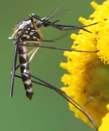 AnMac AeVex AeCin diptera.