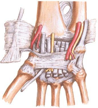 Kéztőcsontok együtt: kézhát felé domború, tenyér felé homorú Tenyéri oldalon szalag: ligamentum