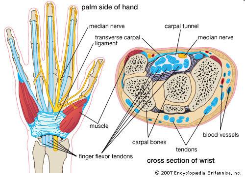 Carpal