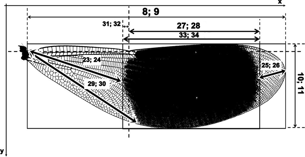 16 3. ábra A hímek szárnyfoltjával kapcsolatban vizsgált bélyegek (Fotó: SZALAY).