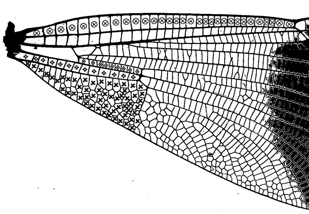 ábra A szárnyakon vizsgált strukturális bélyegek (Fotó: SZALAY). Fig.