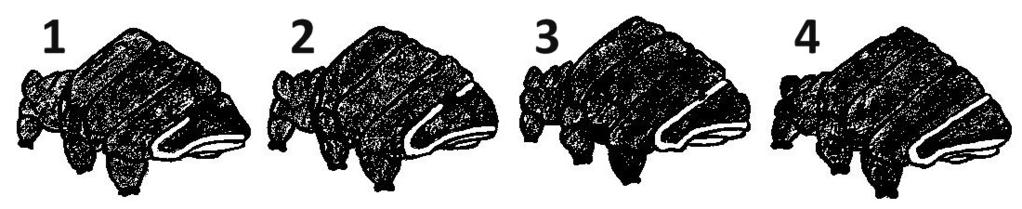Fig 6 Examined patterns on the females metasternum [Figure: KIS, after ADAMOVIĆ & VIJATOV (1996)]. 7.