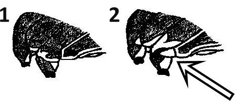 ADAMOVIĆ és VIJATOV (1996)  Fig 7 Types of the upper yelow stripe on the metaepimerum [Figure: KIS,