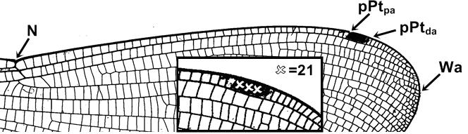 ábra A toroldal alsó szegélyének sárga mintázata [Ábra: KIS, ADAMOVIĆ és VIJATOV (1996)  Fig 8 Yellow