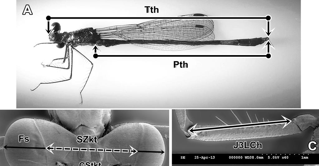 30 2. ábra A Lestes sponsa imágókon mért testalkatbélyegek: a test teljes hossza (Tth A), a potroh teljes hossza (Pth A), a fejen