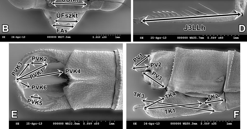 (2006): A, VAJDA: B-F]. Fig.