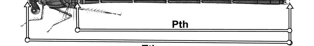 52 analízis (PCA) és diszkriminanciaanalízis (DA)], a testalkatbélyegeknél és a toroldalfoltnyúlvány