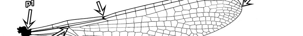 parvidens adult between the selected points (p1-p8), furthermore the number of cross-veins (e1-e3) and cells (c1-c8) (Photo: VAJDA). 4. ábra A C.