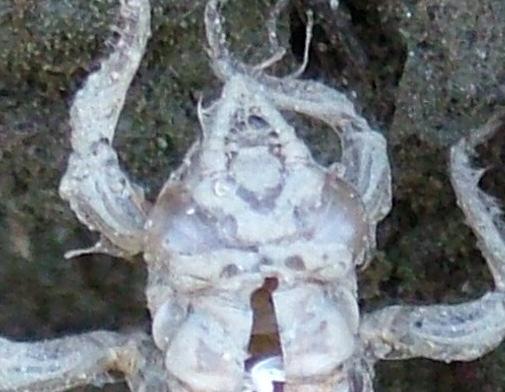 exuviae [sources A, B, C, G: M.