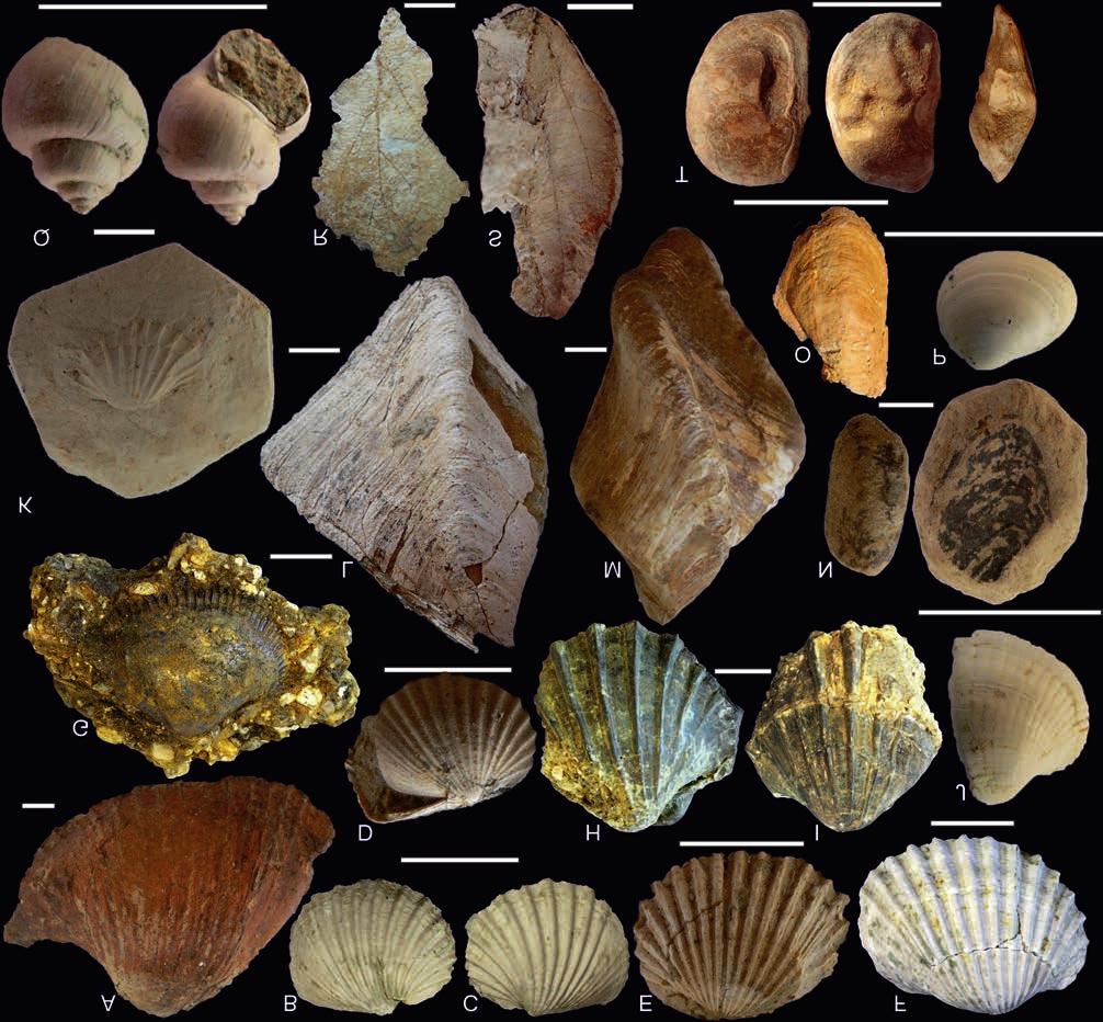 Földtani Közlöny 148/4 (2018) 339 I. tábla Plate I. A pannóniai összlet ősmaradványai. Fossils of the Pannonian sediments. A) Lymnocardium schmidti (3; INV 2018.183.), B D) L. szaboi (3; INV 2018.