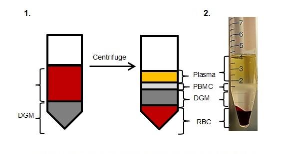 Sűrűség-grádiens centrifugálás: eltérő fajsúlyú sejtek elkülönítése Centrifugálás PBMC=PMNS: Vér (alvadásgátolt) Sűrűséggradiens médium (Ficoll, Lymphoprep,