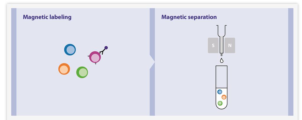 Mágneses sejtszeparálás MACS: magnetic associated cell sorting 1.