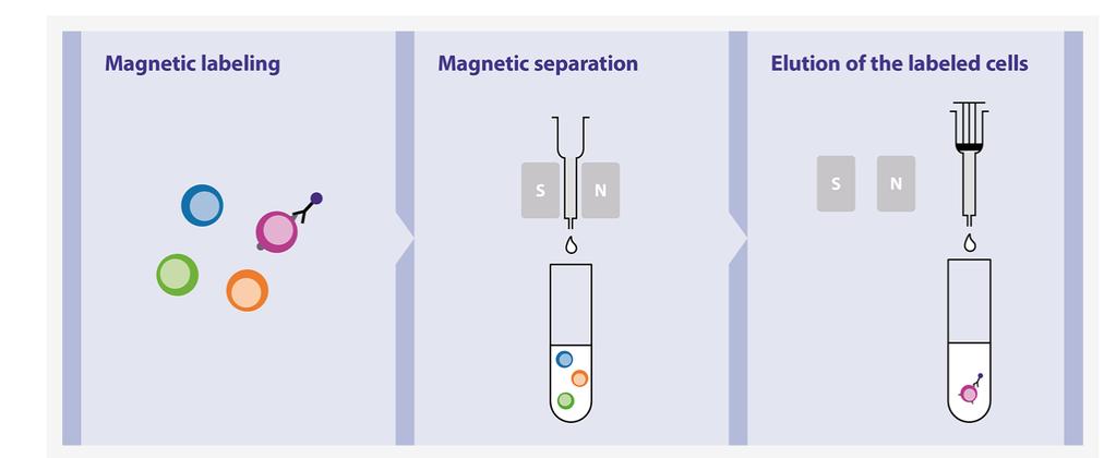 Negatív szelekció: a nem-kívánt sejt(ek)hez kapcsoljuk a mikrogyöngyöt 3.