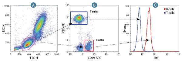 A sejtszeparálás hatékonyságának ellenőrzése Áramlási citofluorimetriás méréssel CD19, CD20: B sejt