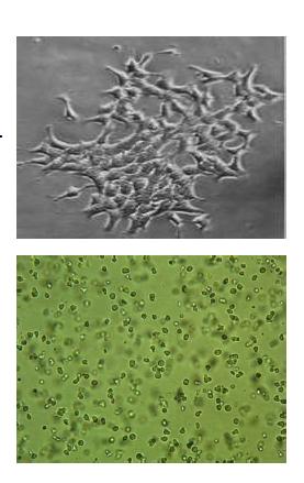 Limfoid sejtek: T-sejt és B-sejt kultúrák Letapadó sejtek: EDTA-s vagy