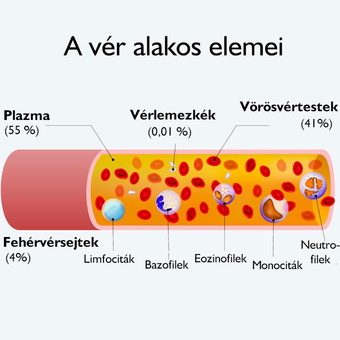 Immunkompetens sejtek izolálása Primer sejtek (állati, emberi): lép tímusz csontvelő nyirokcsomó, mandula hasüreg, tüdő, bélrendszer VÉR Vér Vérplazma (60%) + alakos elemek (40%) - eritrociták
