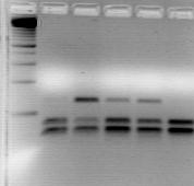 Az így kapott hasítási termékek 373, illetve 22 bázis hosszúságúak voltak (a 22 bázis hosszúságú hasítási termék a használt agaróz gél feloldóképessége miatt nem látható). 1.-3., 5. és 7.
