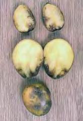 solani és az A. tomato elleni védekezés esetén a kismértékben megemelt N-dózis csökkentheti a növényi szövetek elöregedését és ezzel a növények fogékonyságát.