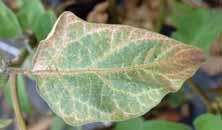 A klorofilltartalom csökken, a levelek szürkülnek, sárgulnak, később megbarnulnak, végül elszáradnak és lehullanak.