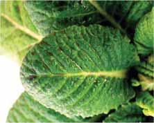 Különösen fontos ez a kontakt hatású készítmények és a viaszos vagy szőrös levelű növény esetén.