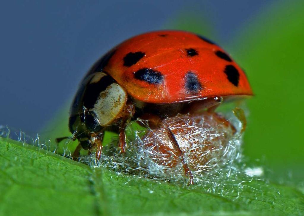 Sajtófigyelő Zombikatica A katicabogár-gyilkosfürkész - Dinocampus coccinellae (Hymenoptera: Braconidae) A nőstény katica-gyilkosfürkész különböző katicabogárfajok testébe helyezi egyetlen tojását A