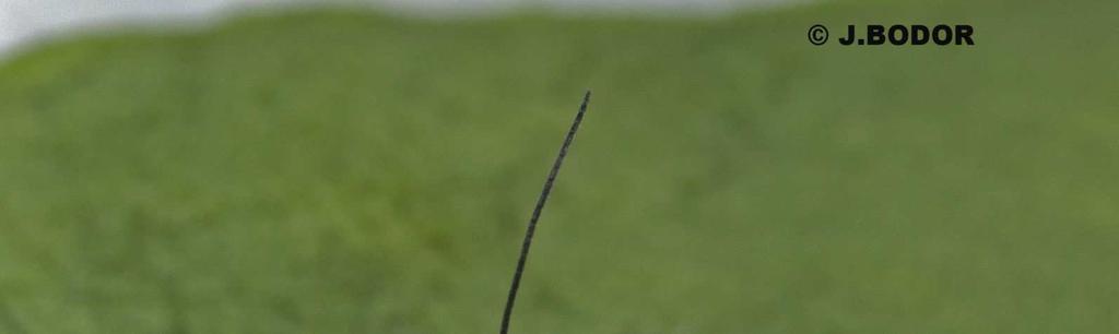 mostantól viszont félig lebénulva (paralizálódva) őrködni kezd a kokon felett, mint valami testőr A kutatók sokáig nem találtak magyarázatot erre a viselkedésre Tavaly azonban felfedezték, hogy a