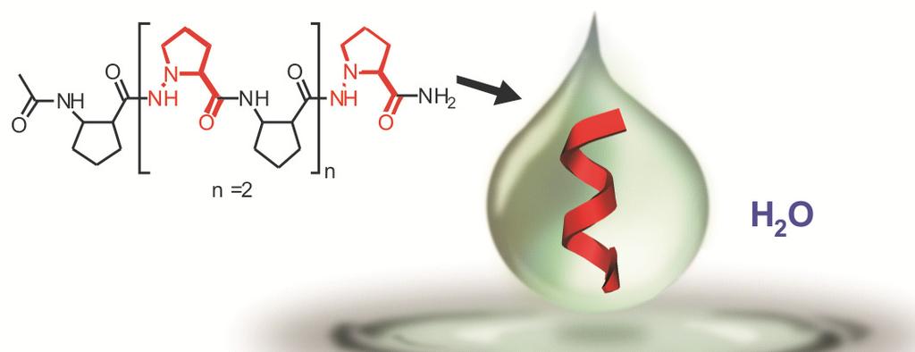 12. Martinek, T. A.; Hetenyi, A.; Fulop, L.; Mandity, I. M.; Toth, G. K.; Dekany, I.; Fulop, F., Secondary structure dependent self-assembly of beta-peptides into nanosized fibrils and membranes.