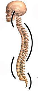 Gerinc görbületei Medián síkban kettős S görbület: nyaki ágyéki szakaszon: lordosis / előre konvex