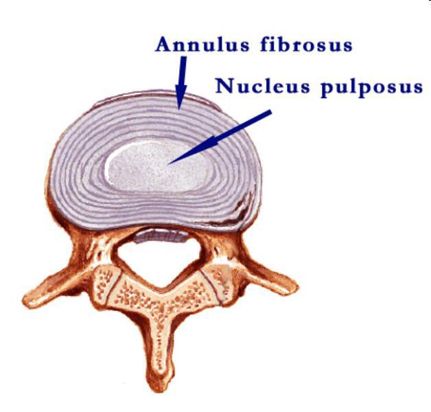mozgás: axialis, flexio, extensio, rotátio, lateral-flexiot erősen korlátozza a kisízületekkel együtt axialis