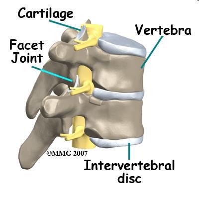 Gerincszegmentum Két szomszédos csigolya Anterior: két csigolyatest discus intervertebralis lig.