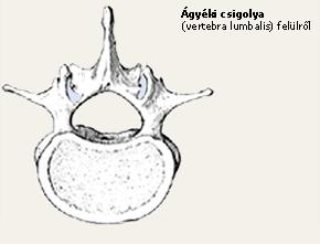 Csigolyalyuk (foramen vertebrale) Egymás felett