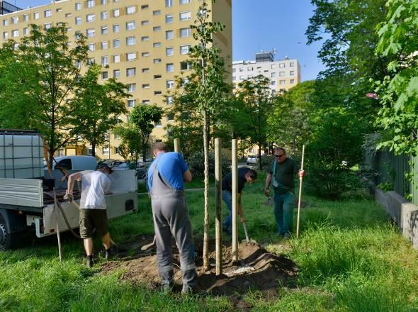 A vonalas zöldhálózati elemek fejlesztése tekintetében kiemelkedő jelentőségű a Dagály sétány beruházás, mely révén a Váci út és a