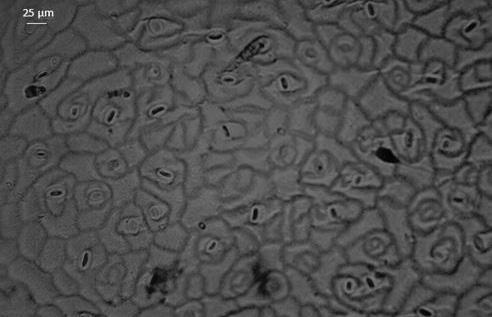 Leaf cross-section of Armoracia lapathifolia with a vascular bundle of the leaf midrib. a. upper epidermis, b. lower epidermis, c. collenchyma, d. main vein/collateral vascular bundle, e. xylem, f.