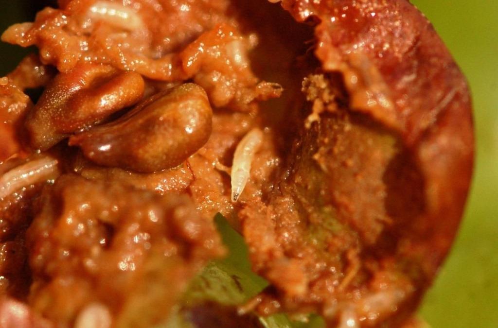 1.ábra Muslica lárva (nyű) Újabb kutatások azt mutatják, hogy a muslicák vagy más rovarok jelenléte nélkül nem alakul ki ecetes rothadás (Barata et al. 2012).