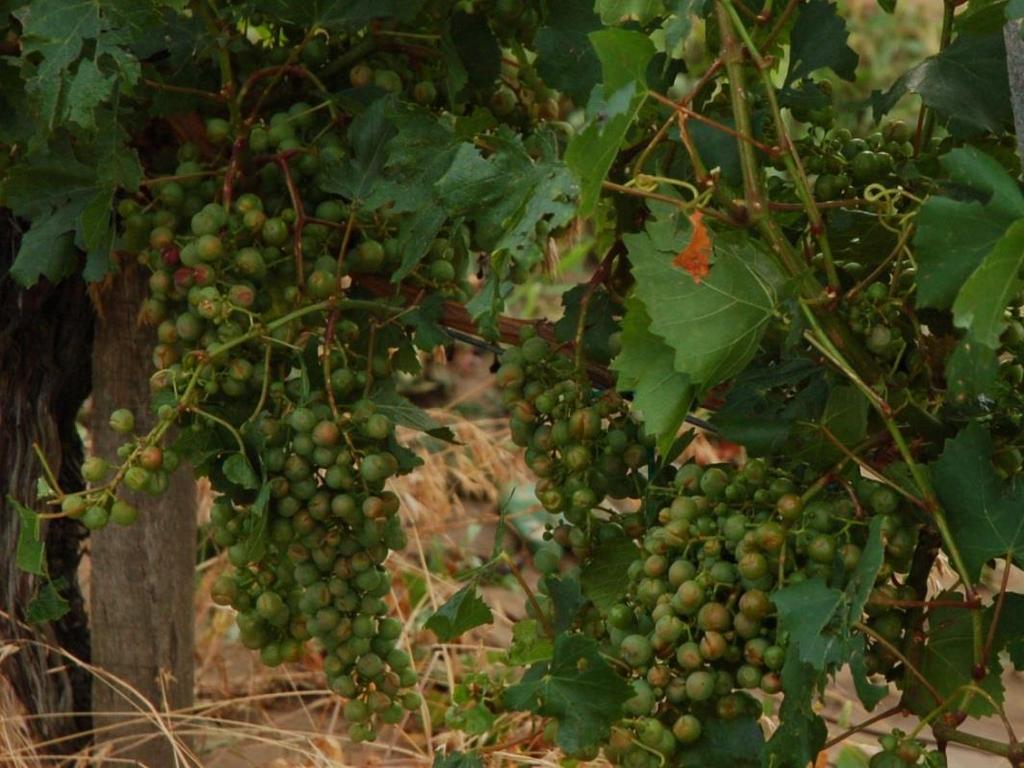Hogyan indul a fertőzés? Az ecetes rothadás akkor kezdődhet el, ha a fertőzésért felelős mikroorganizmusok a szem sérülésein bejutnak a gyümölcsbe.