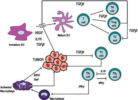 Tumor-asszociált cytokinek képesek a daganat elleni immunválasz gátlására: az IL10, TGFß, és a VEGF