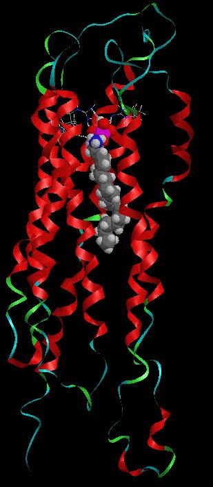 Szfingolipid mediátorok: elsődleges és másodlagos hírvivők Fluo-4 fluorescence Fluo-4 fluorescence 3 No caged-s1p 25 HepG2 S1P S1P 1 2 1 5