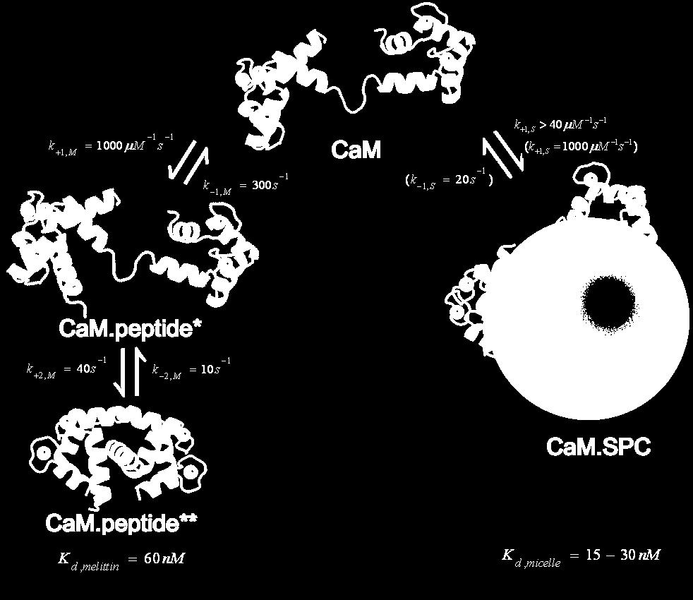 Az SPC a kalmodulin kompetitív gátlószere Kovacs E, Tóth J, Vértessy BG, Liliom K (21) Dissociation of calmodulin-target peptide complexes by the lipid mediator