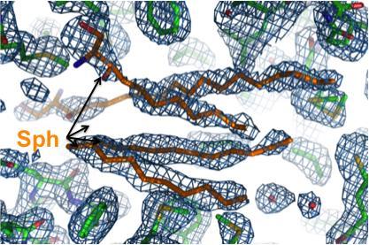 kcal / mol of injectant (CaM) kcal / mol of injectant (CaM) Kalmodulin kölcsönhatása szfingozinnal Normalized calcineurin activity Affinitás + sztöchiometria Sph Ca 2+ -CaM kristályszerkezete