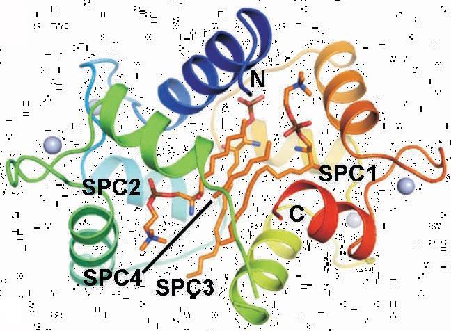 A kalmodulin SPC és Sph