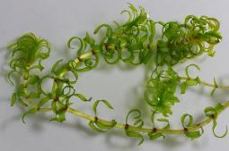 átokhínár) Elodea canadensis (kanadai