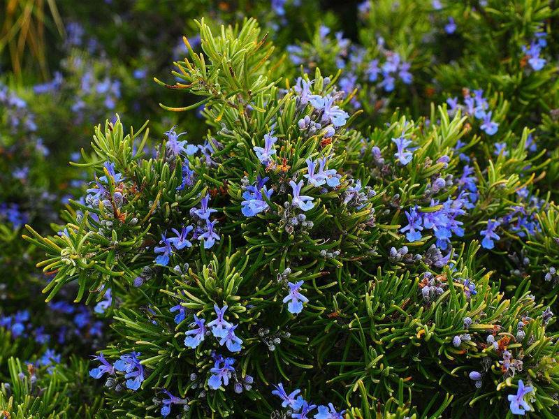 Rozmaring (Rosmarinus officinalis) Rozmaring (Rosmarinus officinalis) Örökzöld félcserje, amely a Földközi-tenger térségében őshonos.